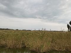 -白渔泡湿地公园