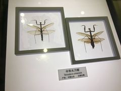 -上海昆虫博物馆