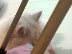 -大型宠物商超·宠海王国·宠物猫狗活体·用品·美容(新世界百货重庆店)