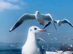 -海埂大坝