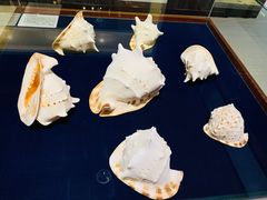 -青岛贝壳博物馆