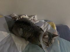 -中农国际动物医院24小时·猫科·骨科·急重症中心