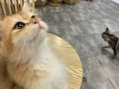 -楼上猫咖(罗湖店)