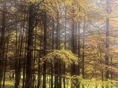 -芦芽山旅游度假区