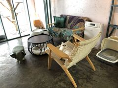 -喵屿·大理花园猫咖