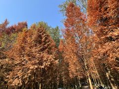 -桤木河湿地公园