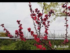 -前小桔亲子创意农场·草莓采摘·露营烧烤