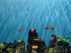 -海合安武汉极地海洋公园