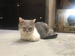 -猫色咖啡·猫咖