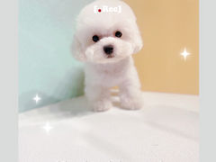 -萌宠之家·腊肠犬·马尔泰·小体犬舍