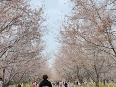 -古柏渡飞黄旅游区