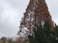 -环城公园-琥珀潭