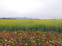 -光明小镇欢乐田园