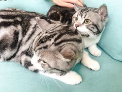 -爱妮康宠物医院·干细胞免疫细胞·肿瘤·心脏(张江店)