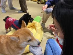 -逗柴咖啡屋·狗咖猫咖宠物桌游