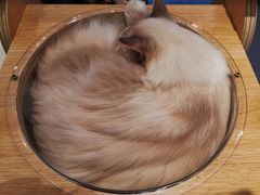 -飞行喵MR PILOT|猫舍·猫咖(静安大融城店)