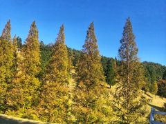 -神户市立六甲山牧场