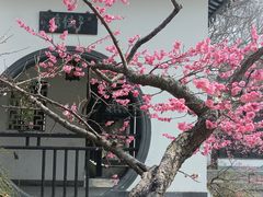 -红梅公园
