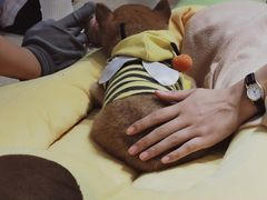 -逗柴咖啡屋·狗咖猫咖宠物桌游