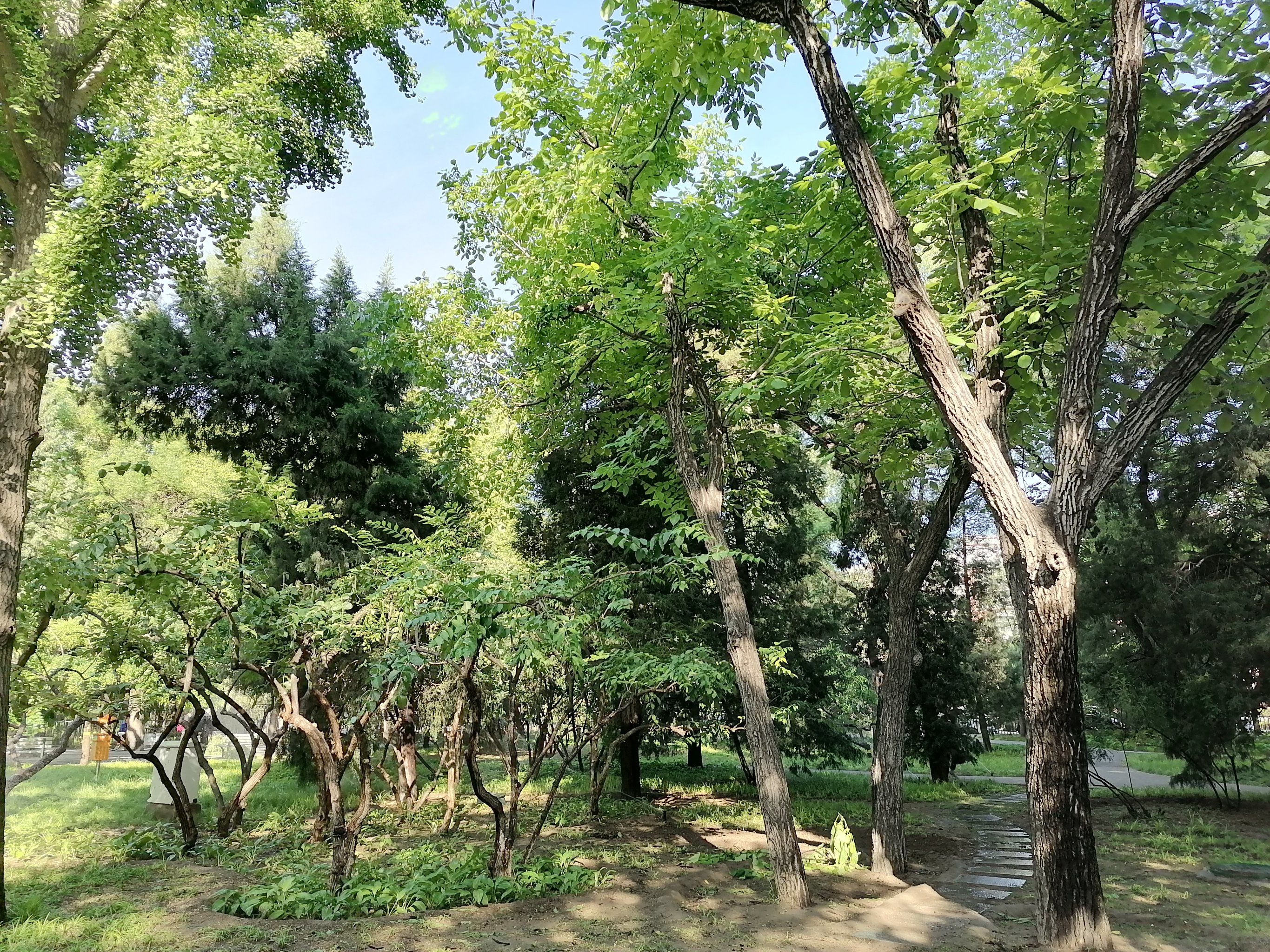 在三元桥边上的香河园公园是半开放的小公园