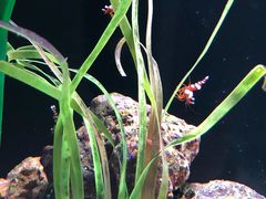 -暹罗海洋世界