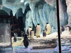 -帝企鹅自助餐厅•儿童岛•真企鹅(长隆企鹅酒店)