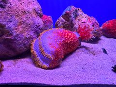 -上海海洋水族馆