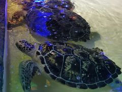 -华夏文旅海洋公园