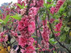 -南国桃园旅游度假区