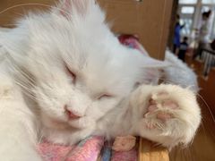 -猫小院猫主题咖啡厅(北锣店)