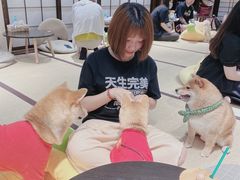 -逗柴咖啡屋·狗咖猫咖宠物桌游