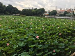 -荔湾湖公园
