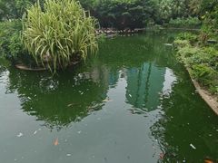 -九龙公园