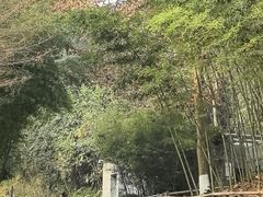 -都江堰中华大熊猫苑