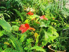 -国家植物园南园