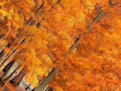 -白鹭湾湿地公园