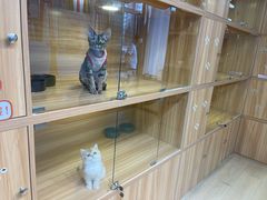-猫十亿·布偶金渐层·曼基康矮脚猫舍(青年路店)