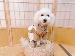 -宠爱国际动物医院· 猫科· 外科·中兽医(长白店)