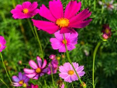 -洋湖国家湿地公园