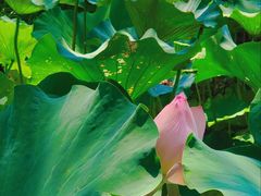 -上海共青森林公园