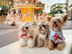 -东莞松山湖万象汇