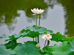 -成都市文化公园