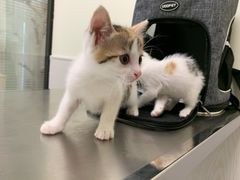 -凯特喵百思猫专科医院