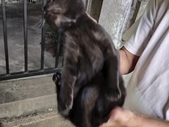 -猫岛主趣味餐厅(鼓浪屿店)