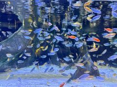 -上海海洋水族馆