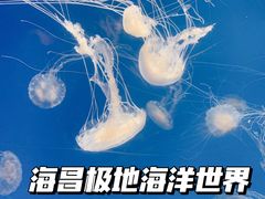 -海合安成都极地海洋公园