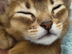 -乖乖宠物医院·猫科·骨科·24小时(云岗分院)