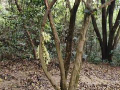 -火炉山森林公园