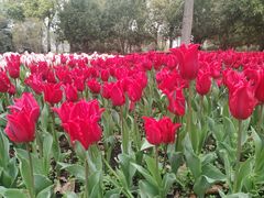 -上海鲜花港