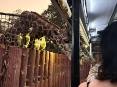 -清迈夜间动物园